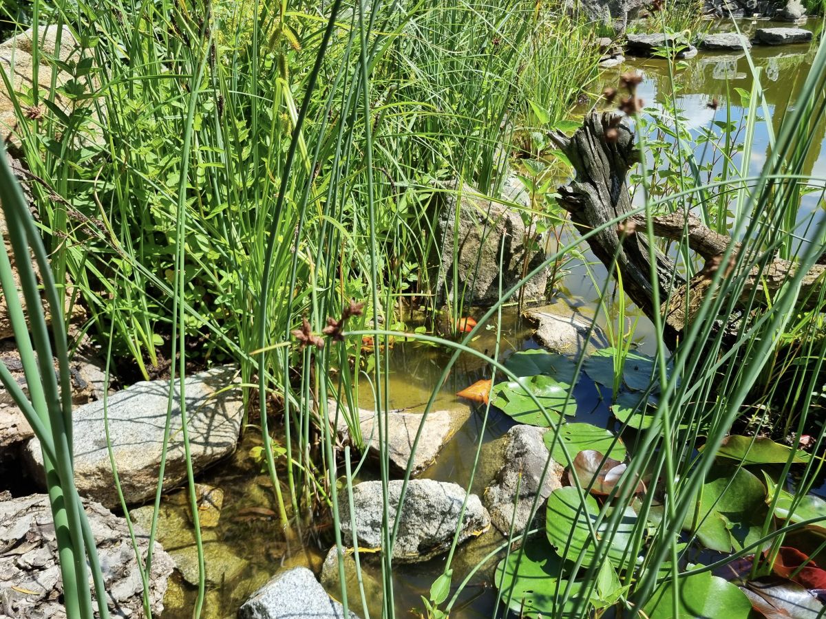 Teichgestaltung: Tipps & Tricks für die Gestaltung der Sumpf- und Flachwasserzone